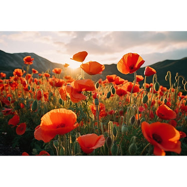 Poppy Flower Canvas Image